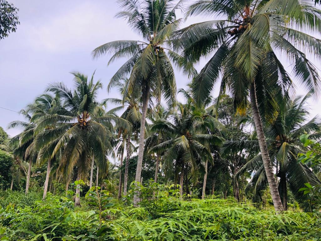 perkebunan kelapa 